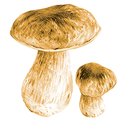 Illustration by Aistė Stancikaitė of mushrooms