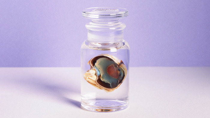 A gazelle eye sliced in half, part of the Natural History Museum’s National Eye Collection