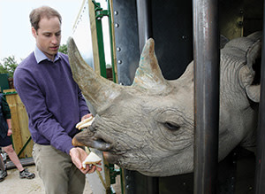 The Duke of Cambridge feeds a 5-year-old black rhino called Zawadi as he visits Port Lympne Wild Animal Park in Port Lympne