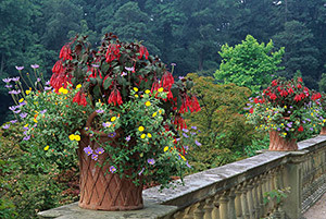 Fuchsia ‘Thalia’ in terracotta pots on a stone balustrade at Powis Castle (1990)