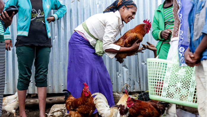 Rearing chickens with high yields of eggs and meat is giving many Ethiopians the chance to tap into a market with growth potential — the country’s meat consumption is about a quarter of the average for sub-Saharan Africa