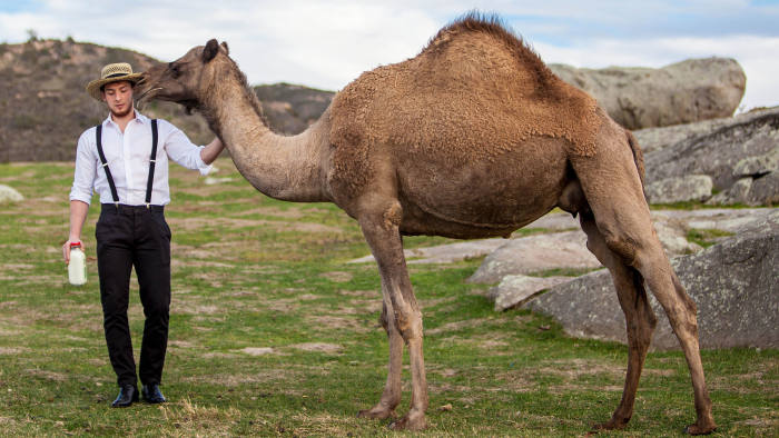 Amish camel farmer