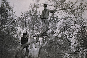 Olive tree pruners in Italy, 1894 