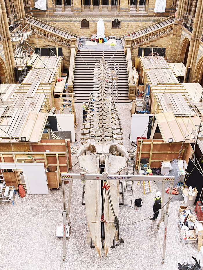 The blue whale’s 25-metre skeleton is laid out on the floor of Hintze Hall before being raised to the ceiling