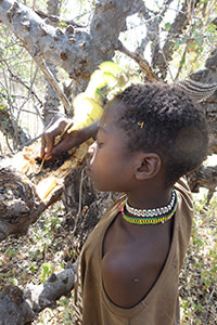 A young Hadza boy scoops honey from a tree