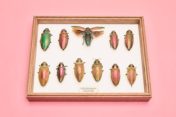 Giant jewel beetles gleam in metallic colours because their outer layers contain multiple microscopic reflectors