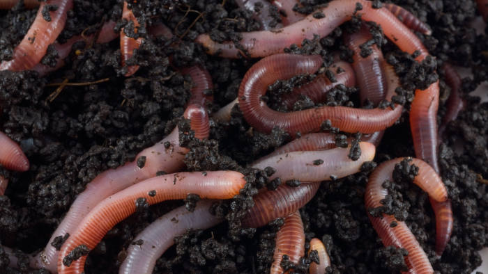 Structure. Earthworms. bait, crawler, dirt, earth