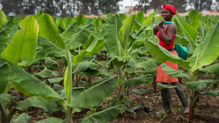 A worker tends to young plants in a banana farm close to the town of Caxito, set up by Angolan agro-livestock group Novagrolider, on November 14, 2018, in Bengo Province, about 60Km from the Capital, Luanda. - The bananas are grown on a commercial scale, for both export and local consumption. Incumbent Angola President targets expanding the agricultural sector, which could provide many Angolans with employment. While oil had brought in revenue for the government, it did not create many jobs or widespread wealth. (Photo by Rodger BOSCH / AFP) (Photo credit should read RODGER BOSCH/AFP/Getty Images)