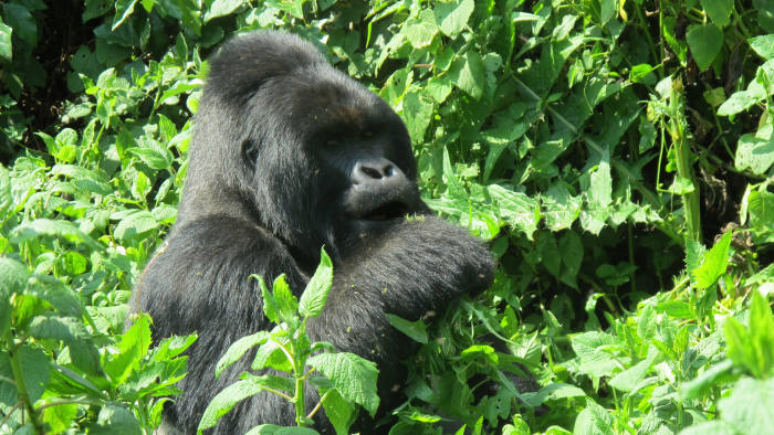 A mountain gorilla in Virunga national park