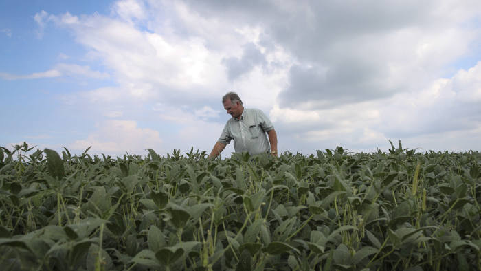 (180904) -- BEIJING, Sept. 4, 2018 (Xinhua) -- Fred Yoder, a fourth-generation farmer, examines growing soy beans at his farm in Plain City, 24 kilometers away from Worthington, in Ohio, the United States, Aug. 18, 2018. TO GO WITH Xinhua Headlines: Trump's tariffs make American farmers anxious as harvest season draws near. (Xinhua/Wang Ying)