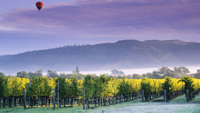 A vineyard near Oakville, Napa County 