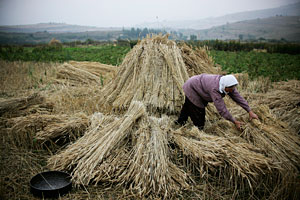 A woman from the remote mountain village of Shishtavec arranges sheaves of rye into a haystack