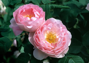 Two Rosa Constance Spry flowers