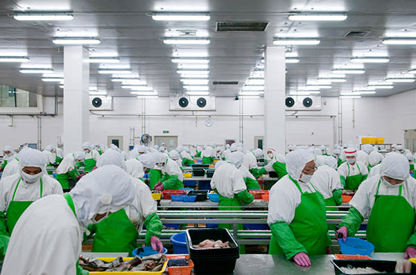 Shift workers are seen in the workshop of the Pacific Andes Food Ltd company, where fish are being de-scaled, de-boned, packaged and re-frozen for exports in the Marine Science & Technology Development Zone in Qingdao, China. Olli Geibel - www.geibel.info