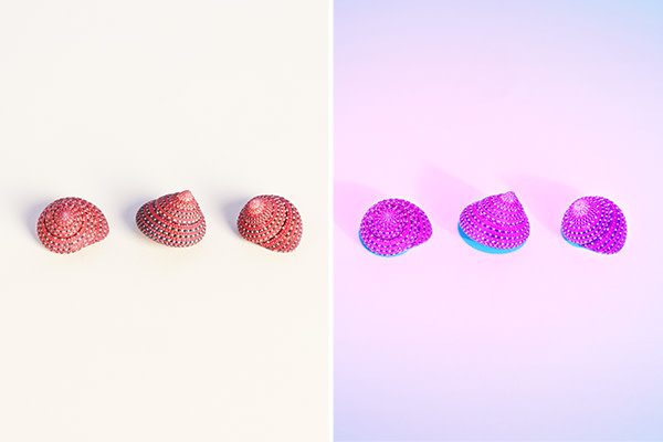 Strawberry top shells in normal lighting (left) and under ultraviolet light (right)