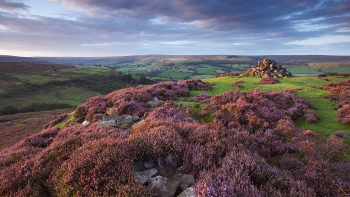 Heather above Rosedale in the North York Moors National Park in the evening, North Yorkshire, England, United Kingdom