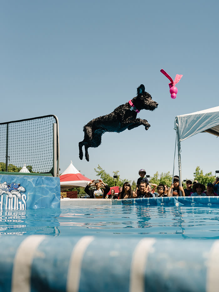 A ‘long-jumping’ dog at the California State Fair in Sacramento – the first stop on Henry Mance’s 230-mile road trip from San Francisco to Reno via Nevada City. In theory, the Tesla should be able to handle this distance without recharging…    