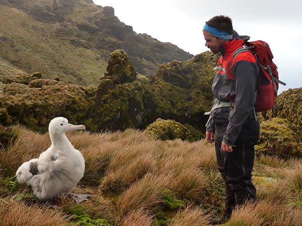 Alex Bond, a senior conservation scientist at the RSPB, with an albatross chick on Gough Island