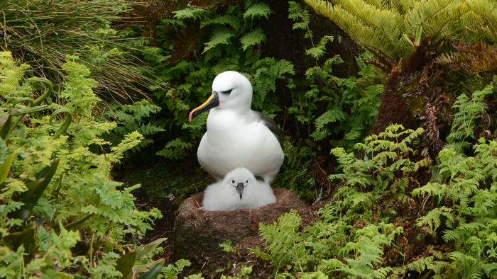 A mother petrel with chick