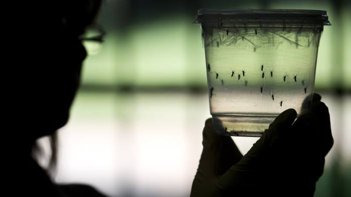 A researcher looks at Aedes aegypti mosquitoes kept in a container at a lab of the Institute of Biomedical Sciences of the Sao Paulo University, on January 8, 2016 in Sao Paulo, Brazil. Researchers at the Pasteur Institute in Dakar, Senegal are  in Brazil to train local researchers to combat Zika virus epidemic.  AFP PHOTO / NELSON ALMEIDA / AFP / NELSON ALMEIDA        (Photo credit should read NELSON ALMEIDA/AFP/Getty Images)