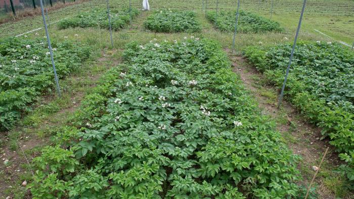 A trial plot of genetically modified Desiree potatoes