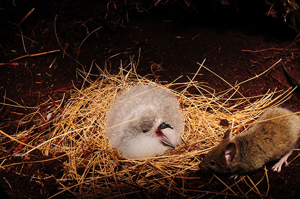 A petrel chick attempts to scare off a mouse