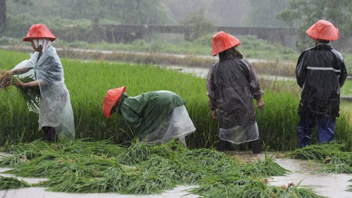 Farmers rush to transplant paddy on a flooded field amid heavy rainfall in Zhuzhou, Hunan province, China, July 24, 2015. Approximately a million people have been affected by severe downpours in several Chinese provinces, causing collapsed houses, decimating crops as well as blocking highways, Xinhua News Agency reported. Picture taken July 24, 2015. REUTERS/China Daily CHINA OUT. NO COMMERCIAL OR EDITORIAL SALES IN CHINA - RTX1LQVX