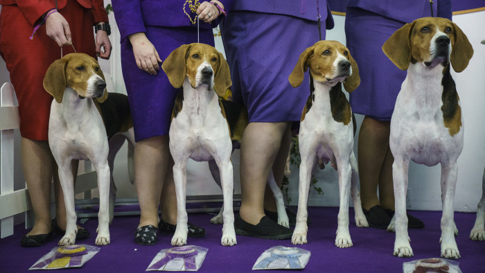 NEW YORK, NY - FEBRUARY 12: Winning Treeing Walker Coonhounds pose for a group picture at the 142nd Westminster Kennel Club Dog Show at The Piers on February 12, 2018 in New York City. The show is scheduled to see 2,882 dogs from all 50 states take part in this year's competition. (Photo by Drew Angerer/Getty Images)