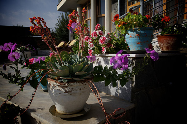 Potted plants in the garden of Dr Zabiullah Modjadidi, a former resistance fighter and one-time governor of Kabul