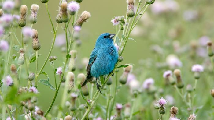 B1XJAW Indigo Bunting Perched in Thistle Blossoms