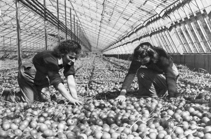 Two land girls tend tomatoes at Beckford in Worcestershire in 1945
