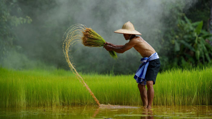 Salah satu negara pengekspor beras terbesar di asia tenggara adalah