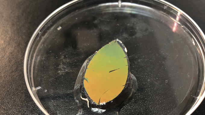 A leaf-shape sample of the smart skin in the lab, in the midst of turning from yellow to green.