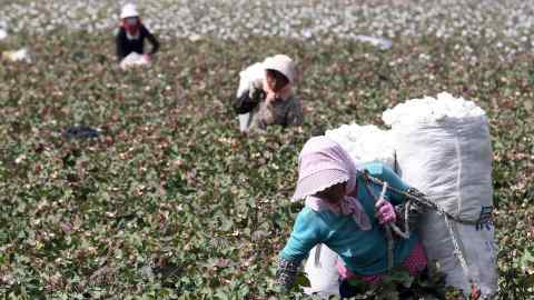 This photo taken on September 20, 2015 shows Chinese farmers picking cotton in the fields during the harvest season in Hami, in northwest China's Xinjiang region. Chinese Premier Li Keqiang urged reforms on September 20 of inefficient state-owned enterprises as his government tries to restore confidence in its slowing economy, state media reported on September 20.CHINA OUT AFP PHOTO / AFP PHOTO / STR