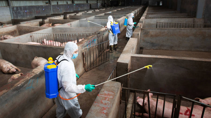 Year of the Pig brings devastation to Asian hog farms.
