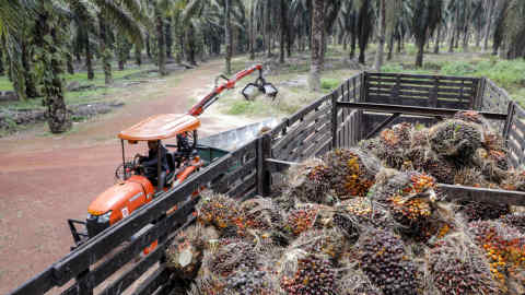 Harvested palm oil fruit bunches sit in a truck at the Genting Tanah Merah Estate, operated by Genting Plantations Bhd., in Johore, Malaysia, on Thursday, Nov. 14, 2019. Genting owns about 20 drones, and uses the services of other providers to monitor and map about 160,000 hectares of oil palms in Indonesia and Malaysia. Photographer: Joshua Paul/Bloomberg