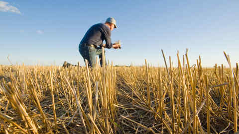 KCNPHN farmer in a field of grain stubble near Winnipeg, Manitoba, Canada