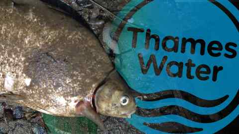 A dead fish in the Thames in 2014. Thames Water hopes the Tideway Tunnel project will help keep its rivers clean