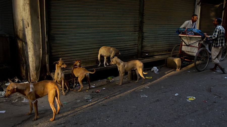 Human rights clash with canine rights on India's streets | Financial Times