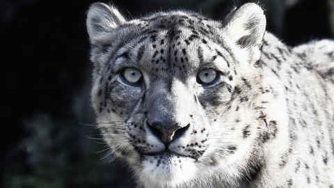 Illustration picture shows  a snow leopard at the Pairi Daiza animal park, Thursday 07 November 2019, in Brugelette.
BELGA PHOTO ERIC LALMAND (Photo by ERIC LALMAND/BELGA MAG/AFP via Getty Images)