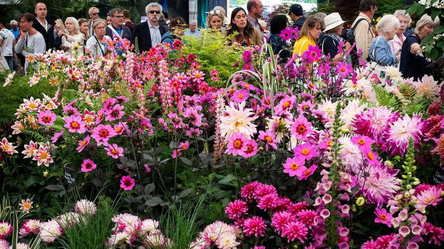 Meet the new designers at the Chelsea Flower Show | Financial Times