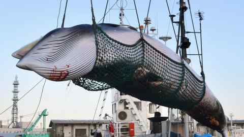 Why Japan’s whalers are an endangered species