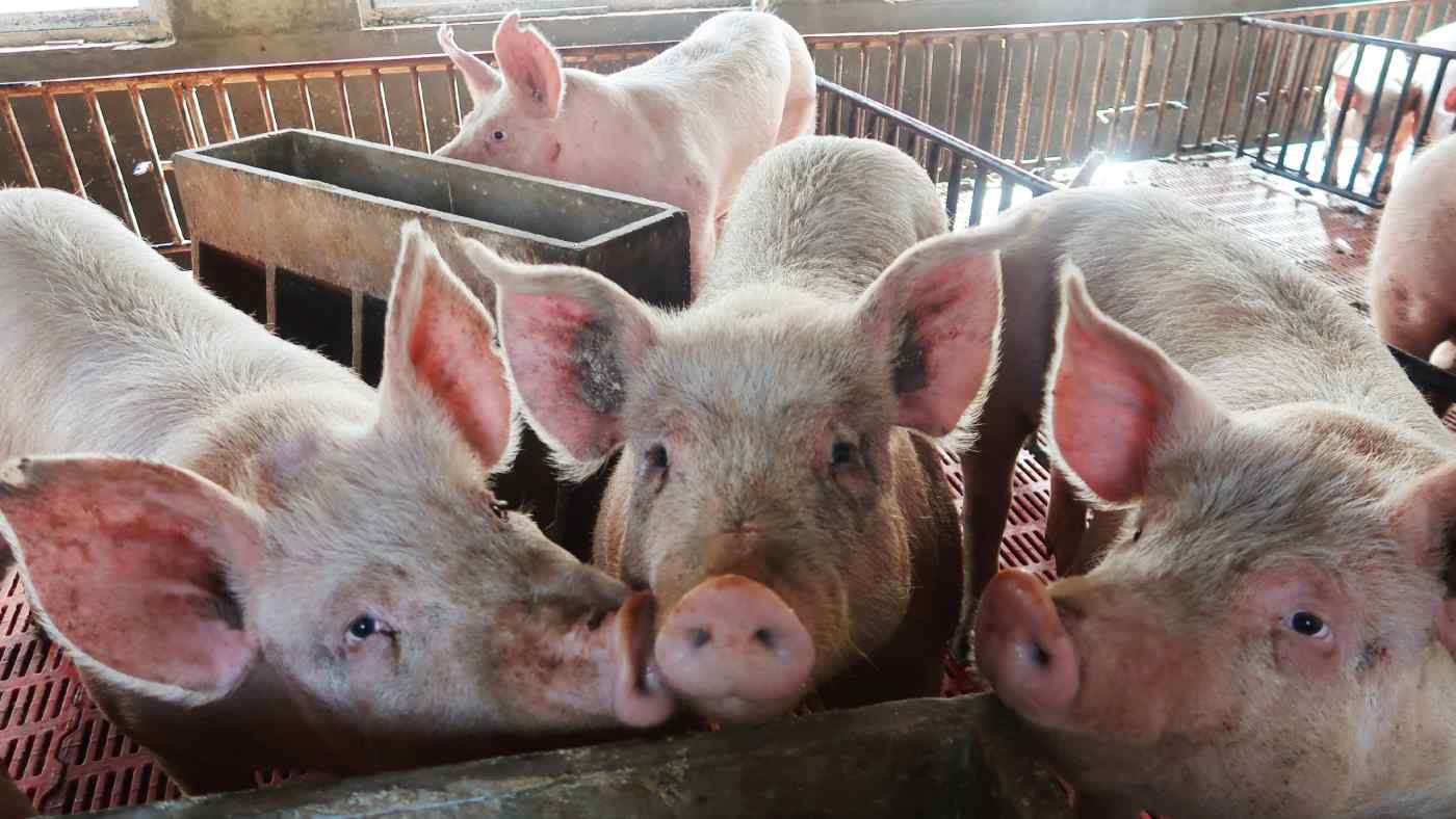 African swine fever has hit the Chinese pork industry just as it tries to make up for high tariffs on American imports of the meat.