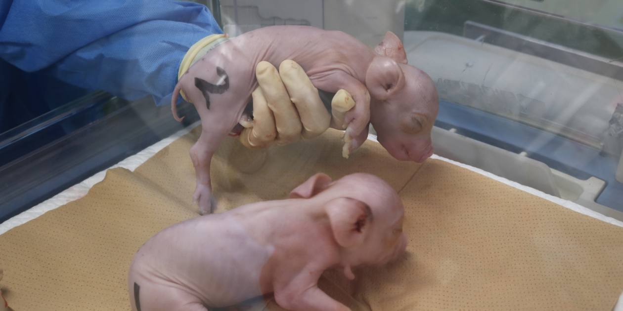 Japanese startup creates pigs engineered for organ donation – Nikkei Asia