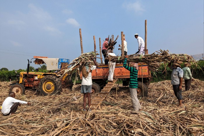 Workers load harvested sugar cane in a tractor trolley 