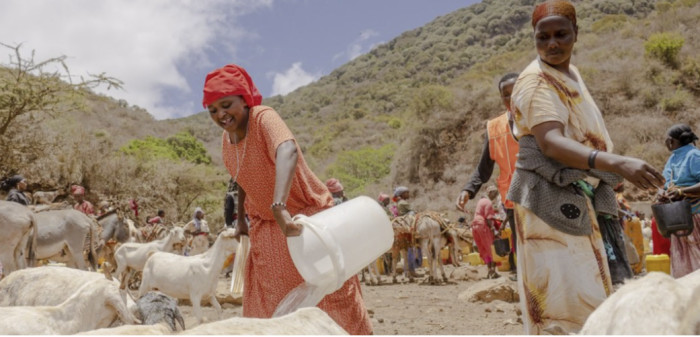 Kenyan woman with goats
