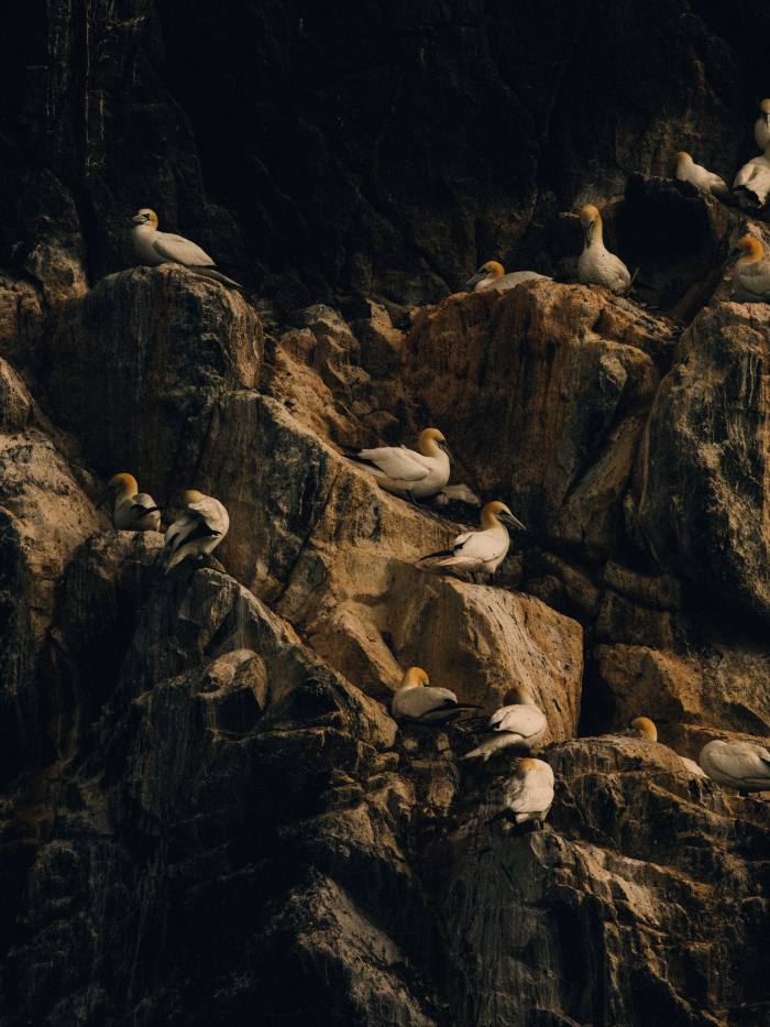 Seabirds resting on a rock