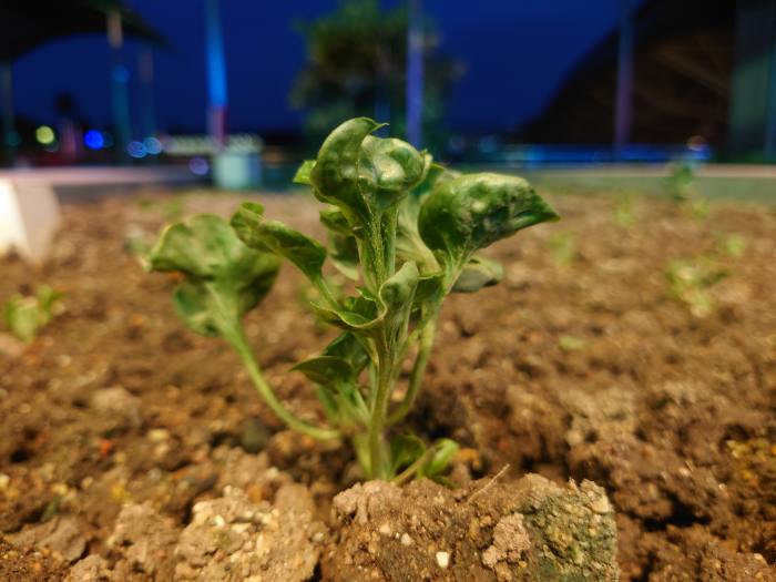 Brazilian spinach grows on the Tampines Hub rooftop farm in Singapore