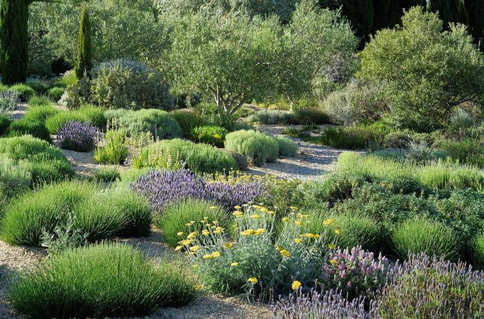 A garden with thriving, low-growing plants and gravel paths  