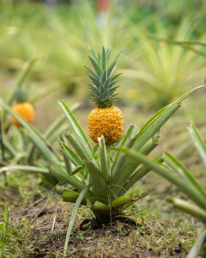 Pineapples growing at one of the local farms used by Roganic
